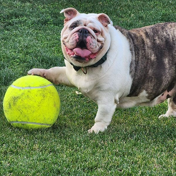 Monster Tennis Ball