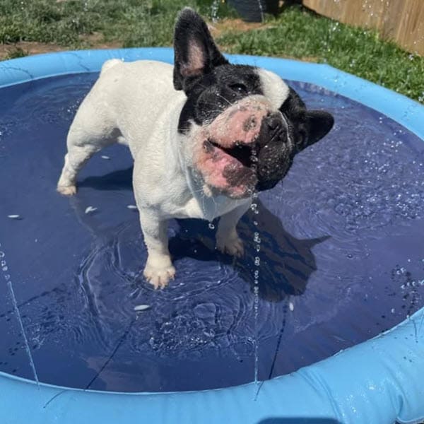 Dog Sprinkler Pad (59 Inch)