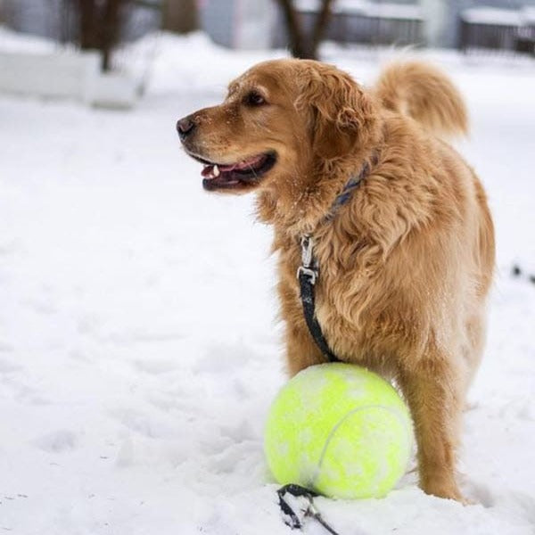 Monster Tennis Ball