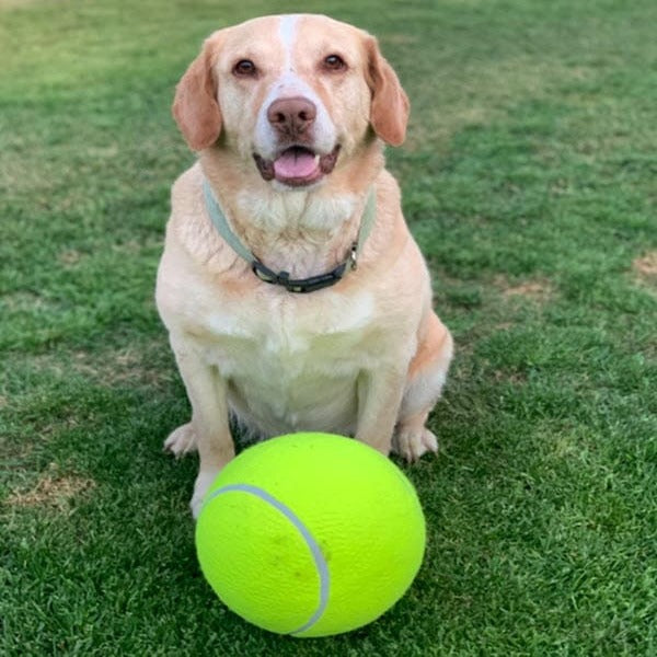 Monster Tennis Ball