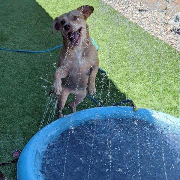 Dog Sprinkler Pad (59 Inch)